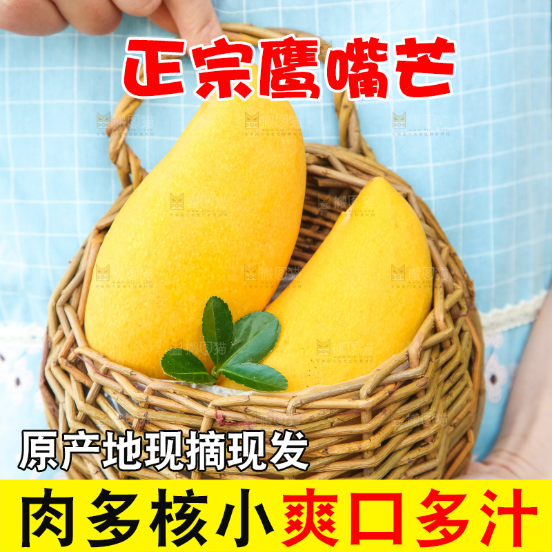 鹰嘴芒