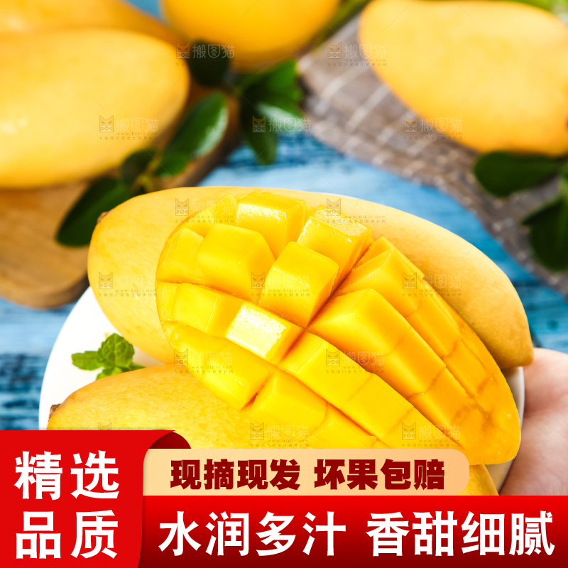 鹰嘴芒