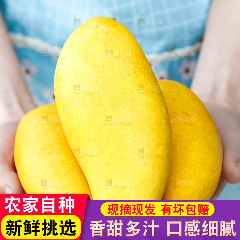 鹰嘴芒