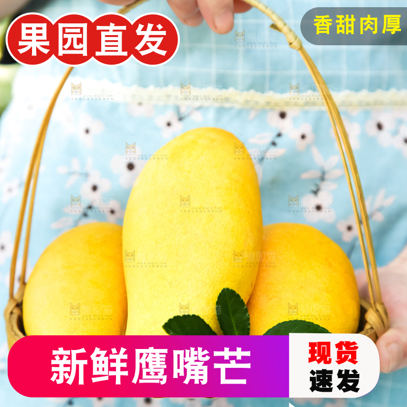 鹰嘴芒