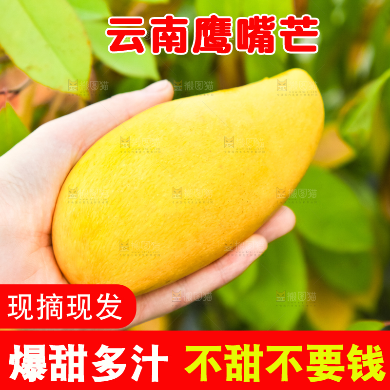 鹰嘴芒