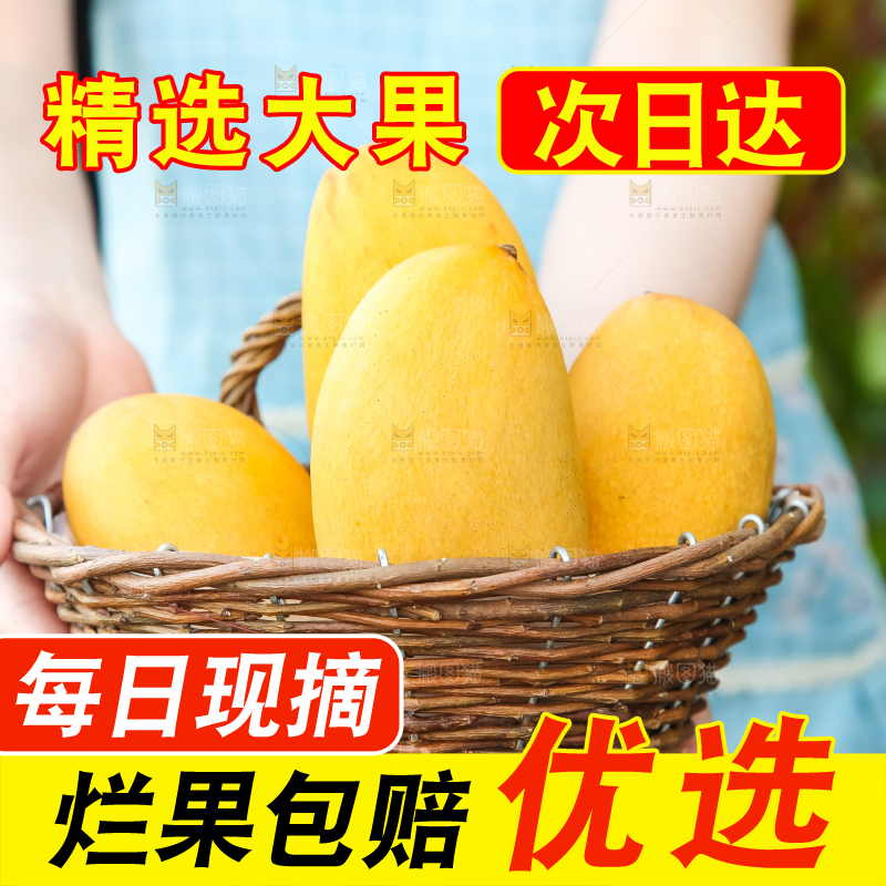 鹰嘴芒