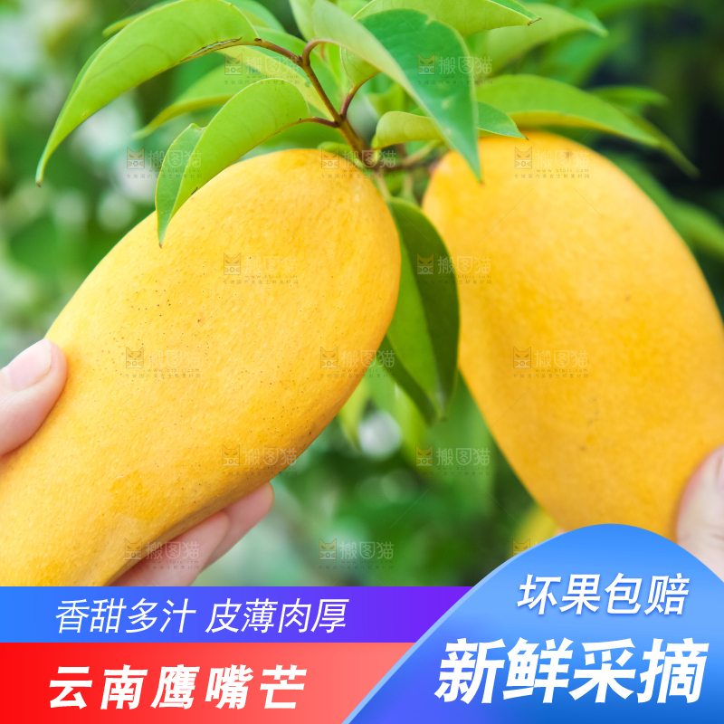 鹰嘴芒