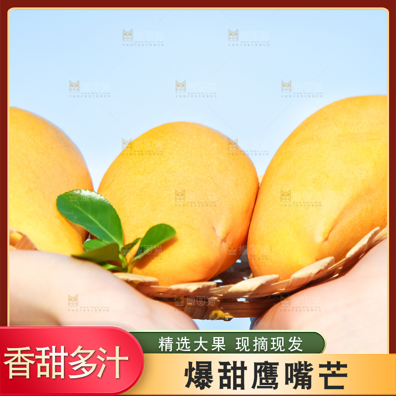 鹰嘴芒