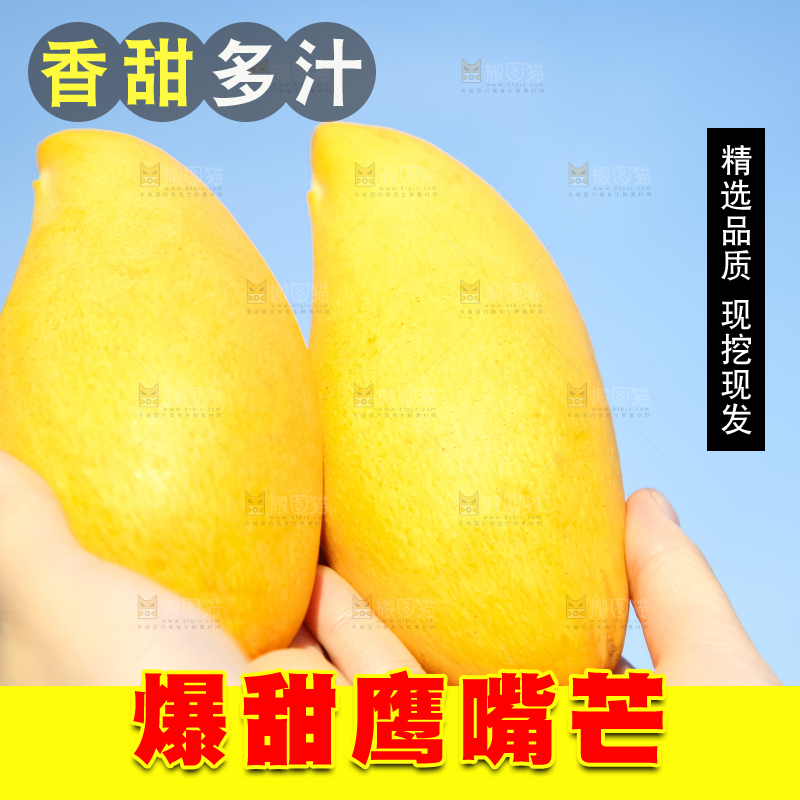 鹰嘴芒