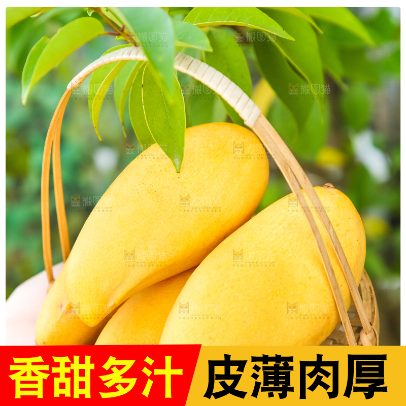 鹰嘴芒