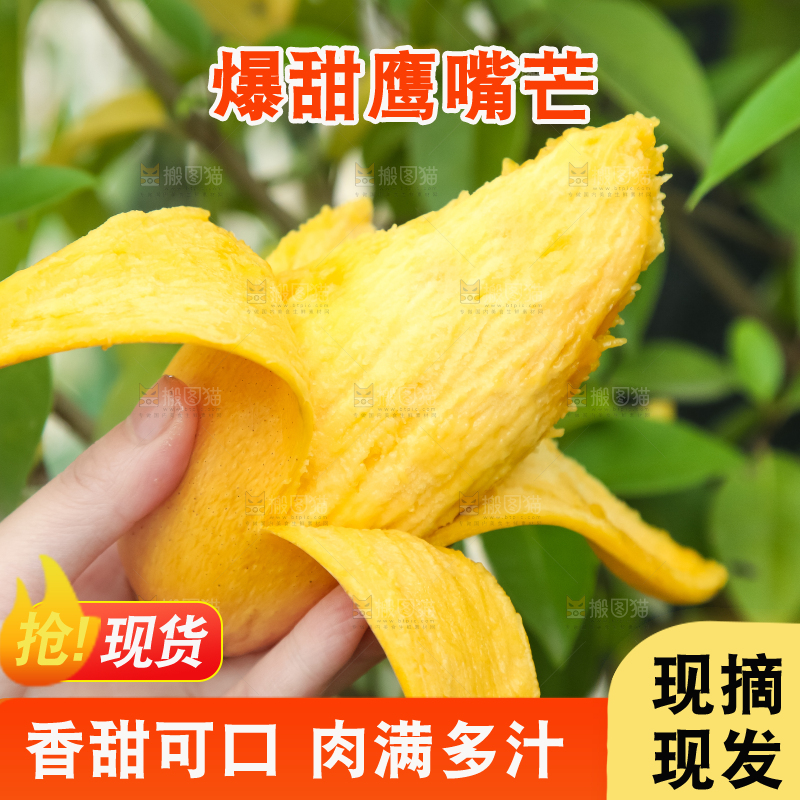 鹰嘴芒