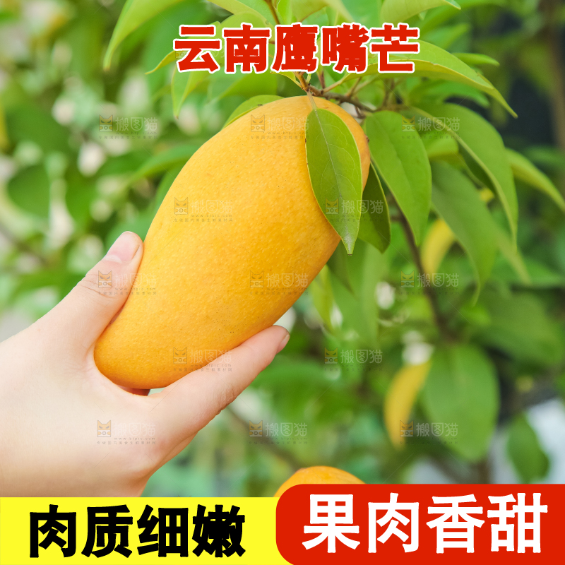 鹰嘴芒