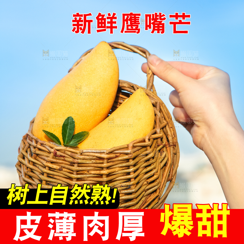 鹰嘴芒
