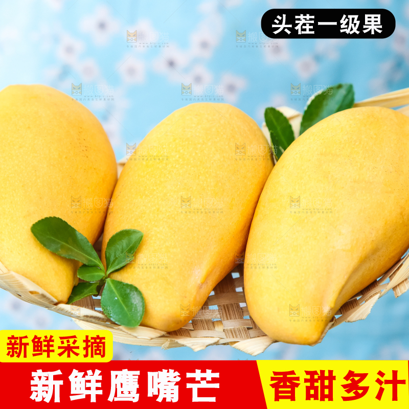 鹰嘴芒