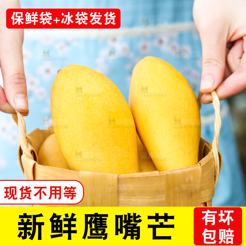 鹰嘴芒
