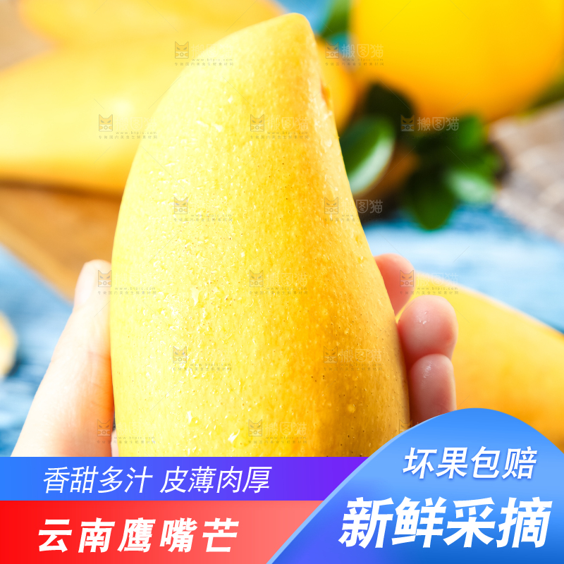 鹰嘴芒