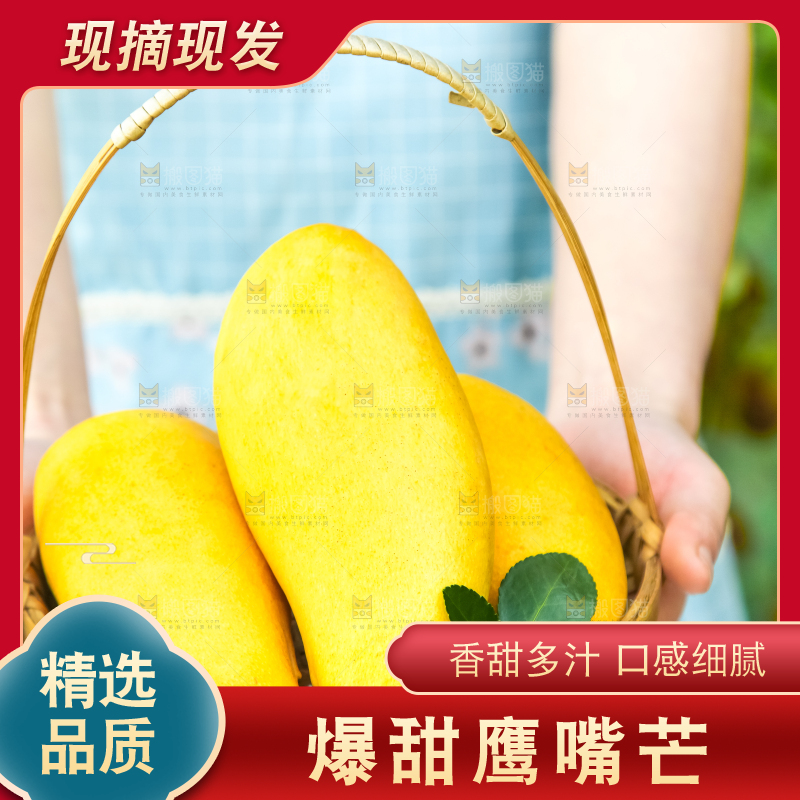 鹰嘴芒