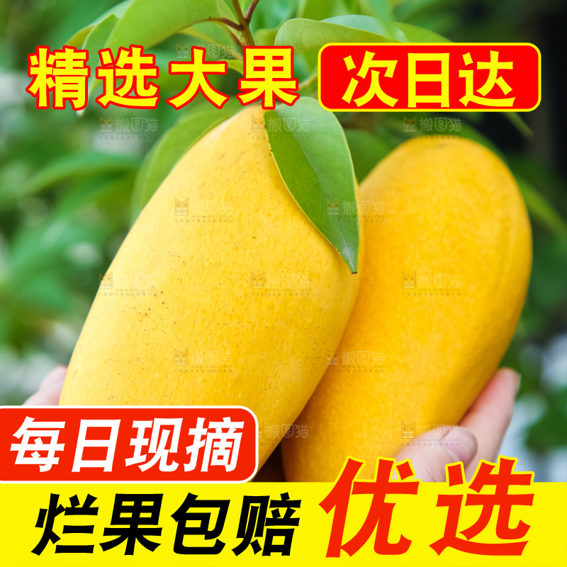鹰嘴芒