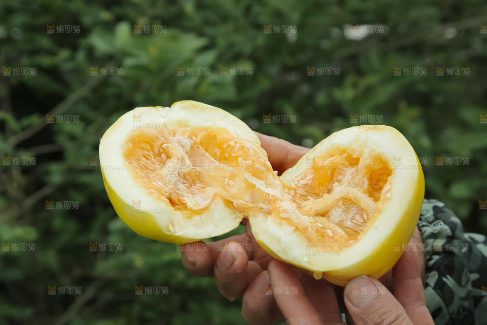 小蜜蜂甜瓜