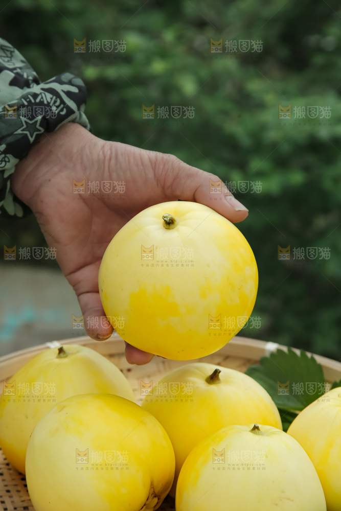 小蜜蜂甜瓜