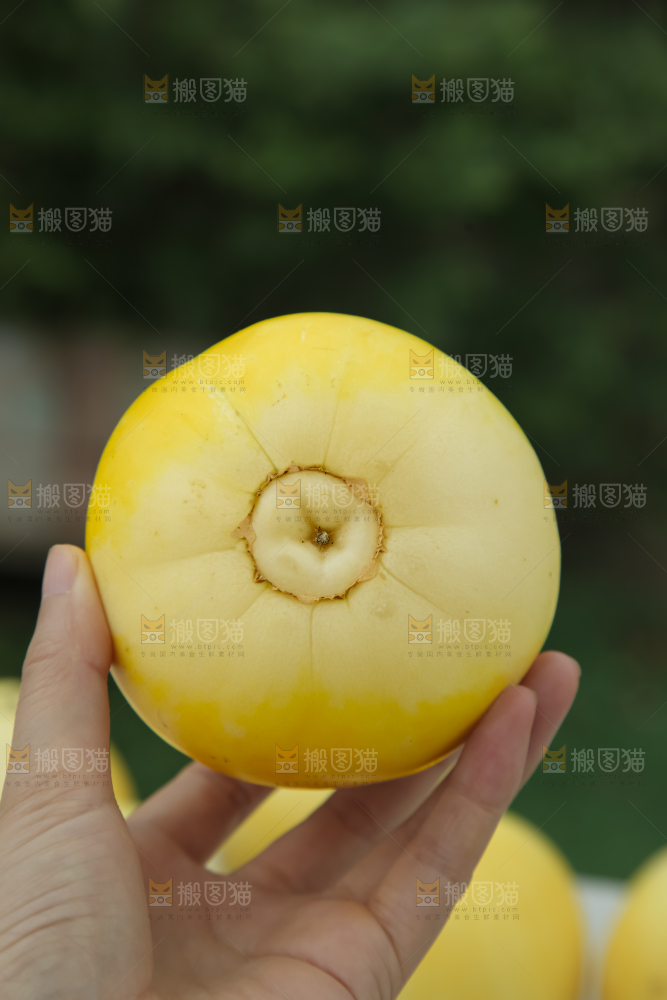 小蜜蜂甜瓜