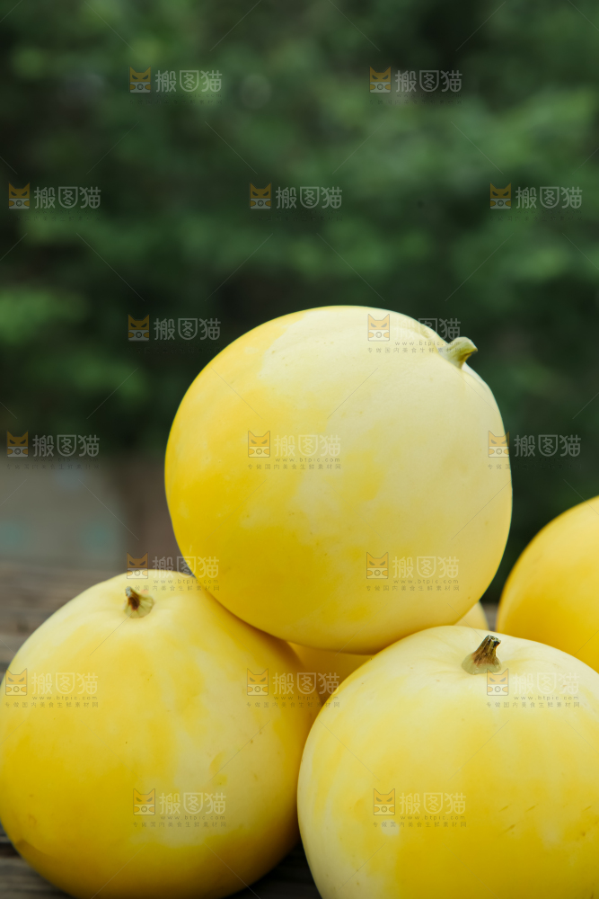 小蜜蜂甜瓜