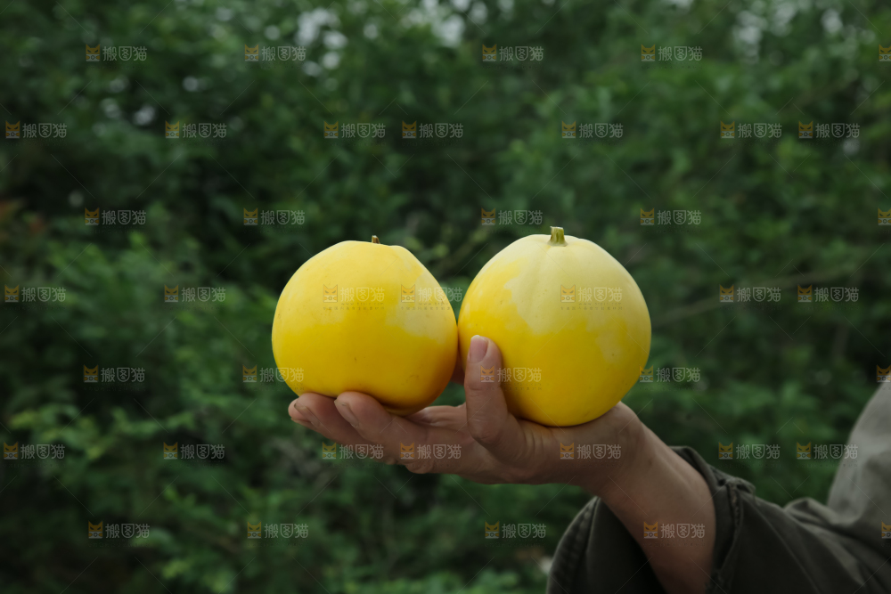 小蜜蜂甜瓜