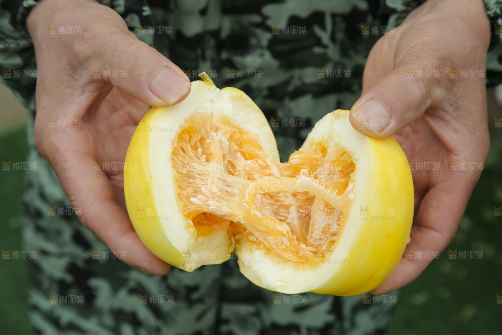 小蜜蜂甜瓜