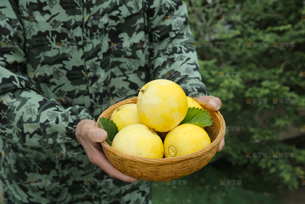 小蜜蜂甜瓜