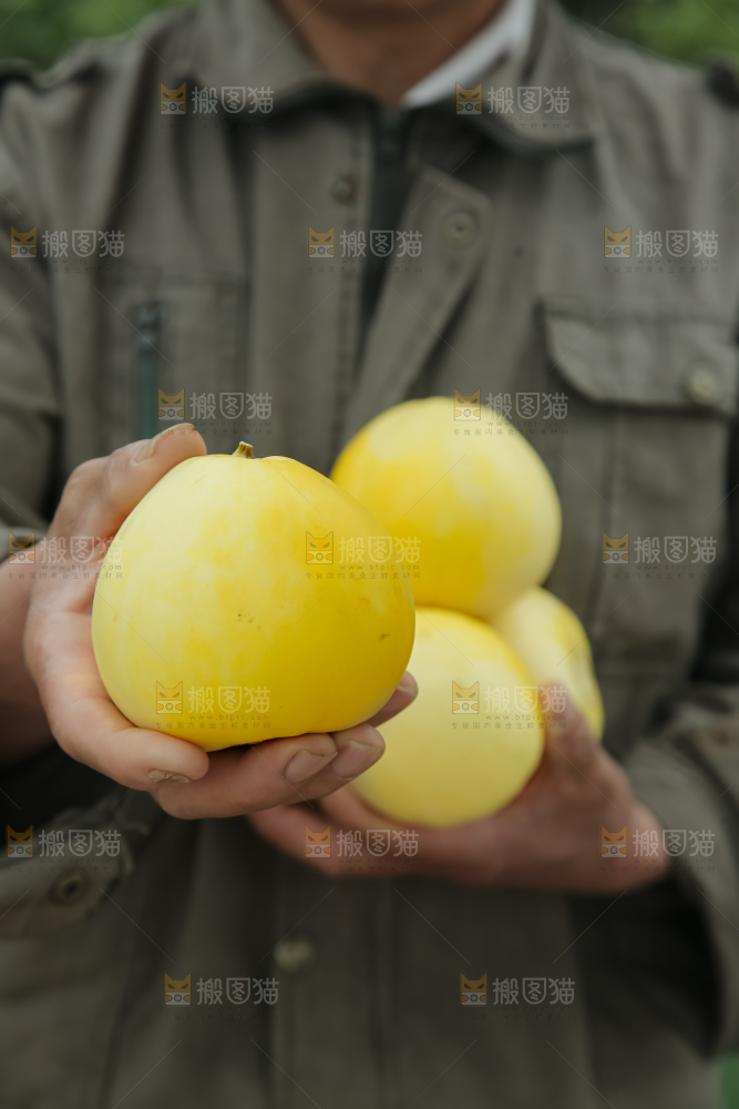 小蜜蜂甜瓜