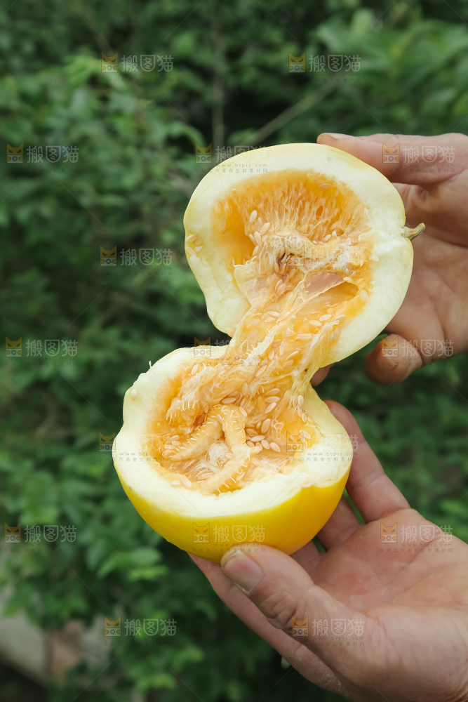 小蜜蜂甜瓜