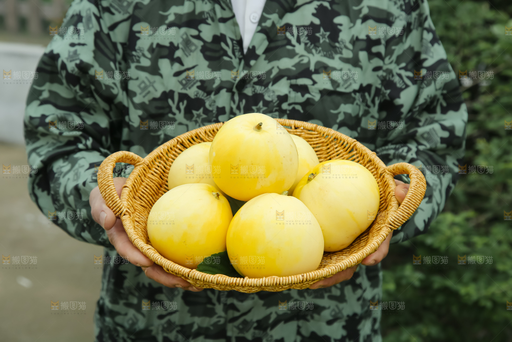 小蜜蜂甜瓜