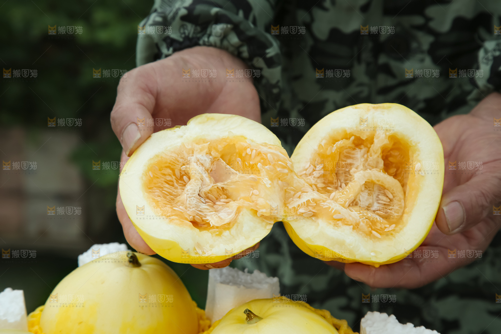 小蜜蜂甜瓜