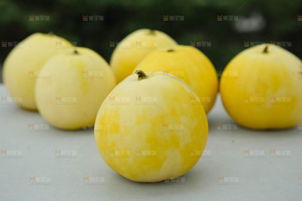 小蜜蜂甜瓜