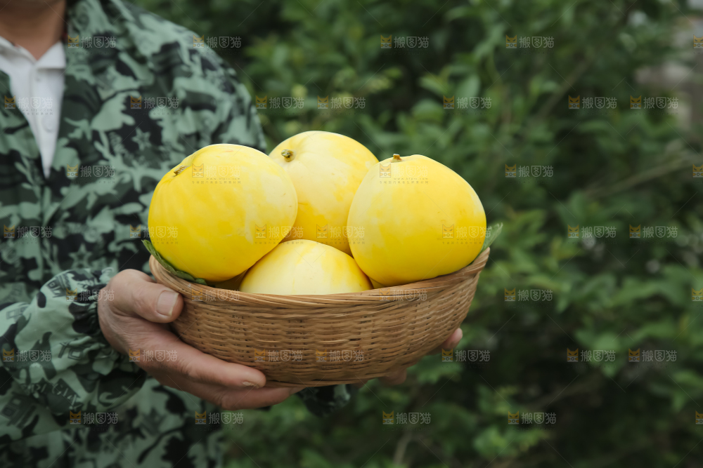 小蜜蜂甜瓜