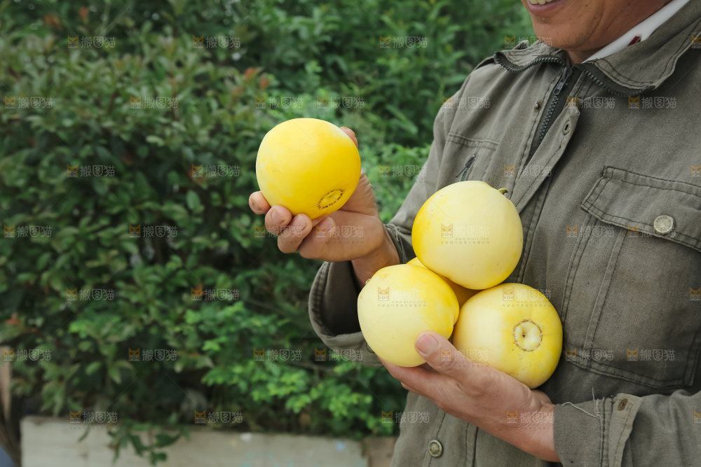小蜜蜂甜瓜