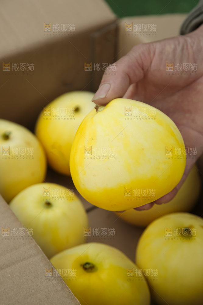 小蜜蜂甜瓜