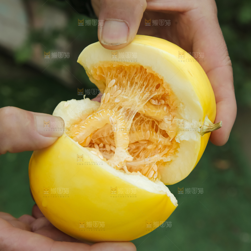 小蜜蜂甜瓜