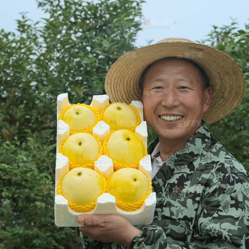 小蜜蜂甜瓜