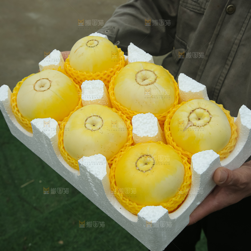 小蜜蜂甜瓜