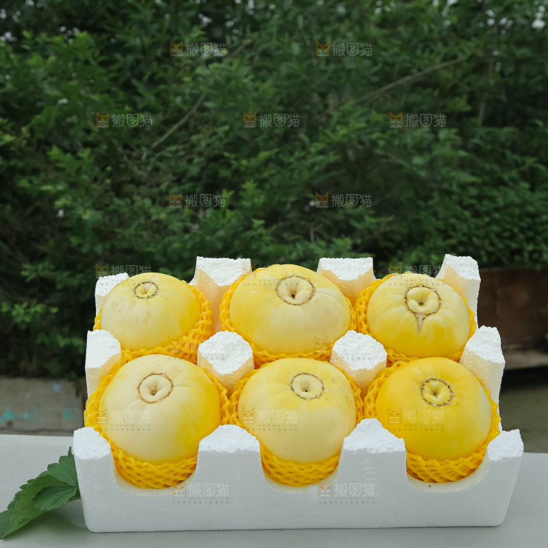 小蜜蜂甜瓜