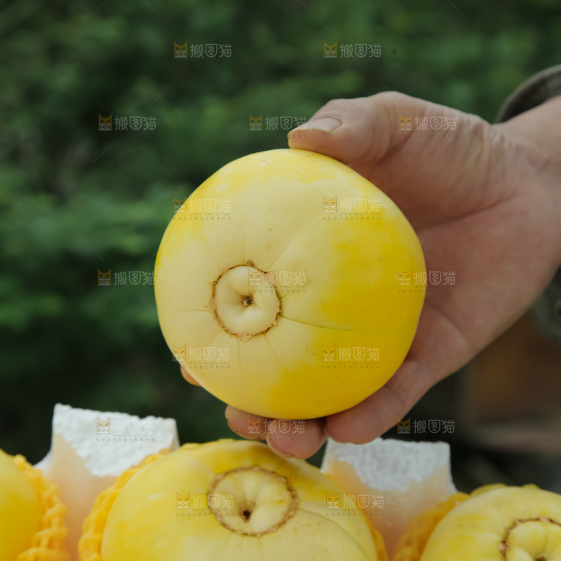 小蜜蜂甜瓜