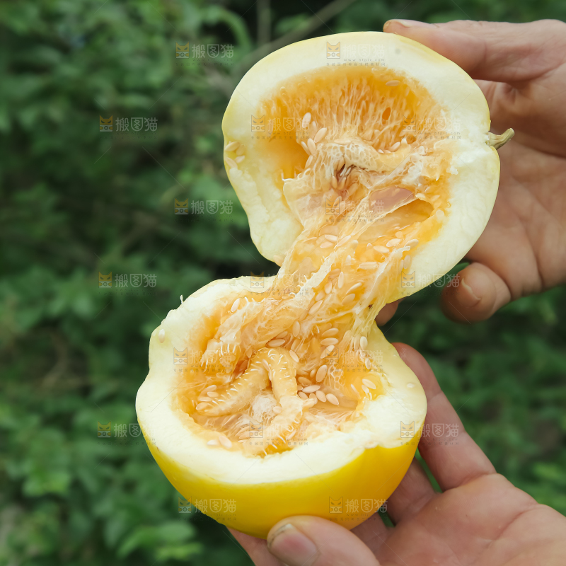 小蜜蜂甜瓜