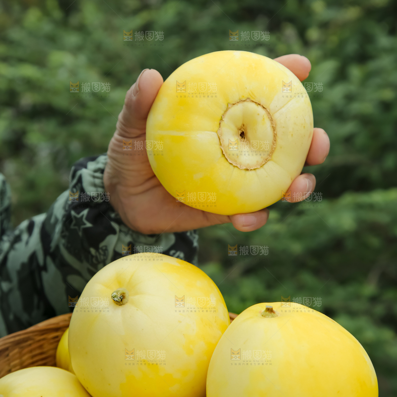 小蜜蜂甜瓜