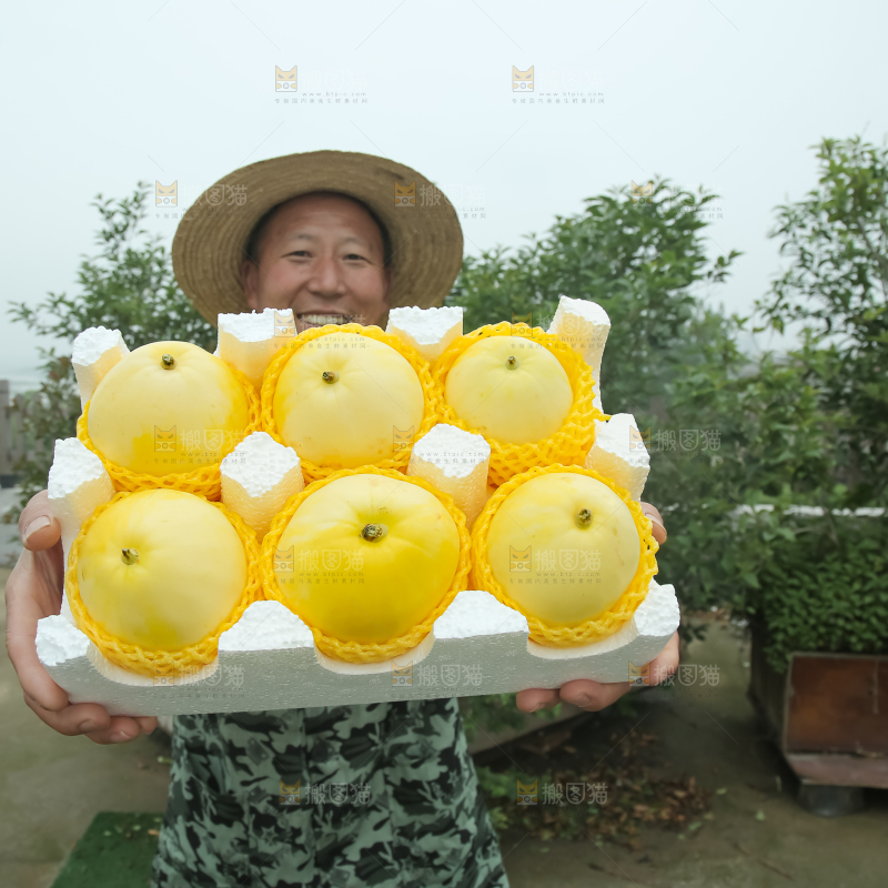 小蜜蜂甜瓜