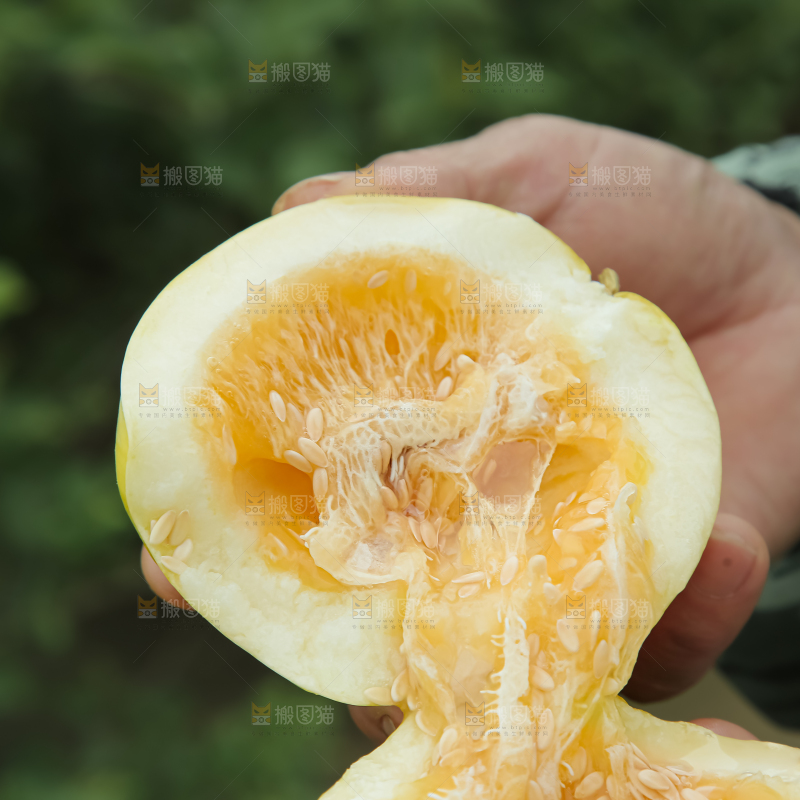 小蜜蜂甜瓜