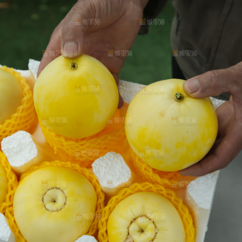 小蜜蜂甜瓜