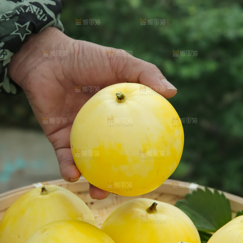 小蜜蜂甜瓜