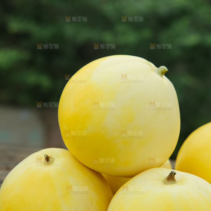 小蜜蜂甜瓜