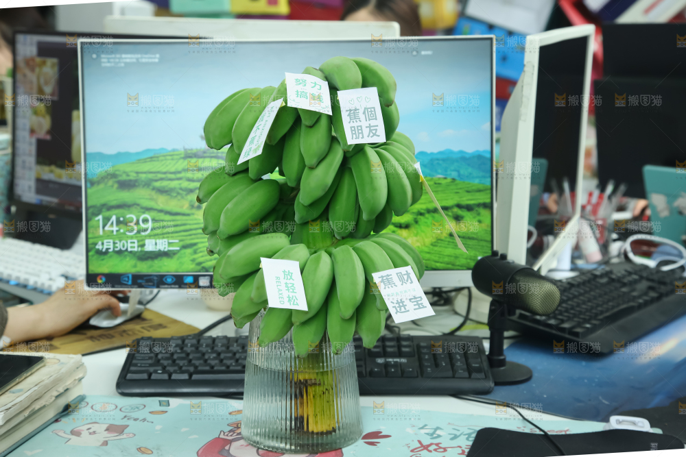 水培香蕉