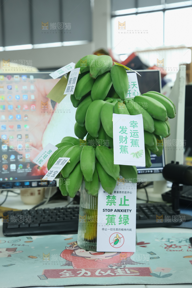水培香蕉