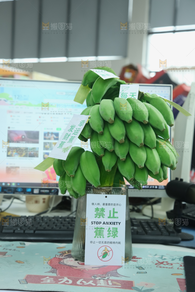 水培香蕉