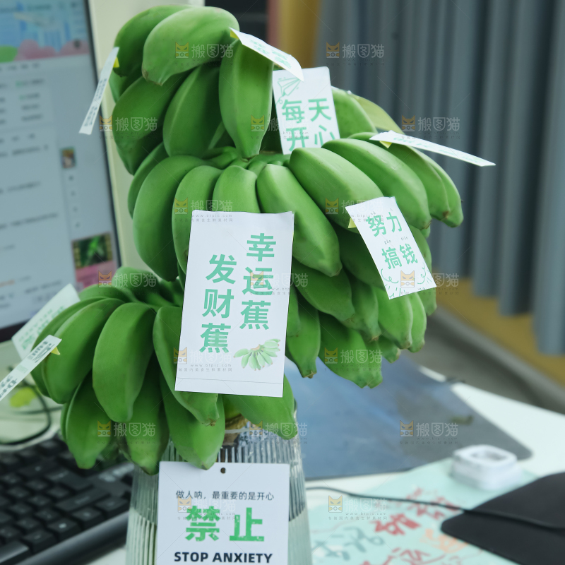 水培香蕉