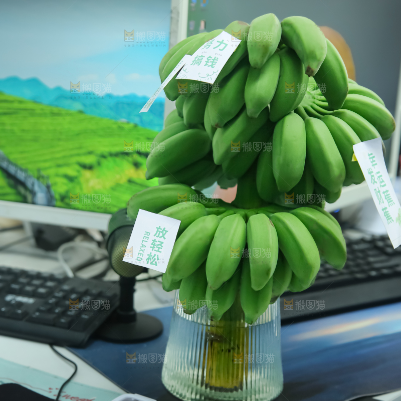 水培香蕉